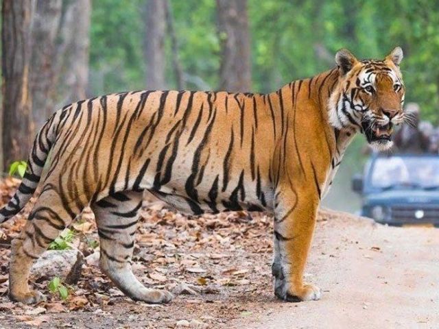 Altın Üçgen ve Ranthambore Kaplan Milli Parkı Turu 5 Gece 6 Gün
