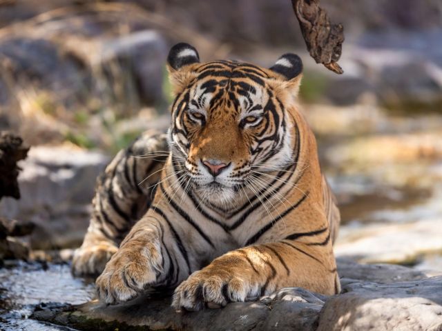 Altın Üçgen ve Ranthambore Kaplan Milli Parkı Turu 5 Gece 6 Gün